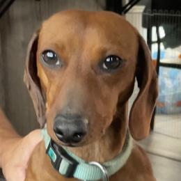 Walt - Dachshund