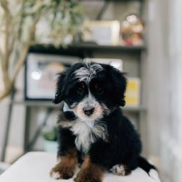 Steve - Tri-color male Bernedoodle puppy in Murray, Utah from Sun Valley Doodles