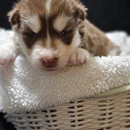 Siberian Husky Puppies from Anime Huskies