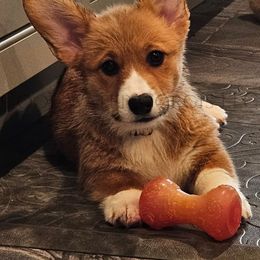 Laurel - Red female Pembroke Welsh Corgi puppy in Kiowa, Colorado from Cool Water Corgis LLC