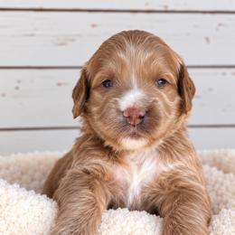 Biscuit - Red  male Goldendoodle puppy in Atwood, Oklahoma from Luxe Doodle Haven