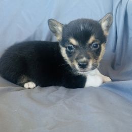 Boy 4 - Black and tan male Pembroke Welsh Corgi puppy in Oklahoma from DRB Australian Shepherds