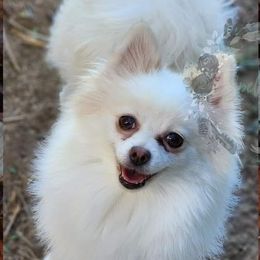 Lighta - Pomeranian