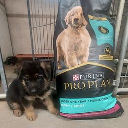 German Shepherd Puppies from sharon Minerd