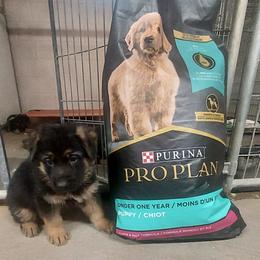 German Shepherd Puppies from sharon Minerd