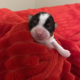 Penny - Parti female Yorkshire Terrier puppy in Carleton, Michigan from Jo Smallwood