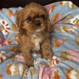 Nutka's Little Boy - Ruby male Cavalier King Charles Spaniel puppy in Loco, Oklahoma from Sweet Heart Cavaliers