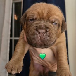 Green Boy - Red male Dogue de Bordeaux puppy in Michigan from Boondocks Bordeaux