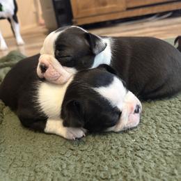 Boston Terrier Puppies from NW Boston Terriers