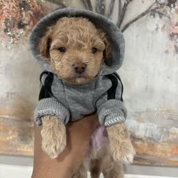UNO - Apricot male Poodle puppy in Matteson, Illinois from Chitownpupz