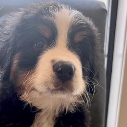 Silver Girl - Black rust and white Bernese Mountain Dog puppy in Fitzgerald, Georgia from Southern Charm Bernese