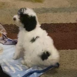 Bandit - Poodle