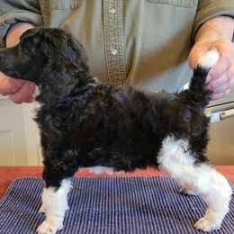 Poodle Puppies from Chapel Hill Poodles