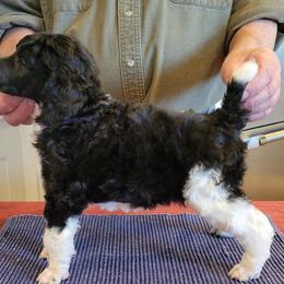 Poodle Puppies from Chapel Hill Poodles
