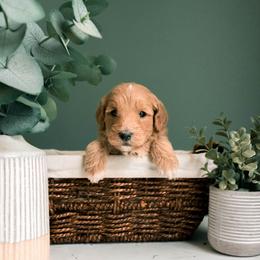 German Shepherd, Goldendoodle, and Golden Retriever Puppies from Silver Pines Pups