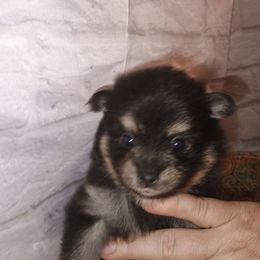 Boy blue collar - Tri-colored male Pomeranian puppy in Parthenon, Arkansas from Michelle's Poms