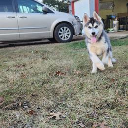 Siberian Husky Puppies from Spirit of the Moon Siberians