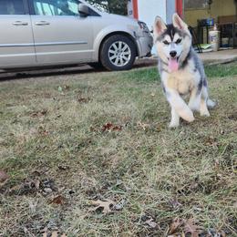 Siberian Husky Puppies from Spirit of the Moon Siberians