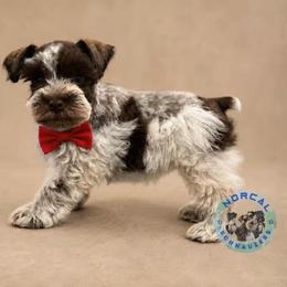 Ranger - Parti male Miniature Schnauzer puppy in Magalia, California from NorCal Schnauzers