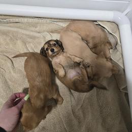 Dachshund Puppies from Snuggle Snoot Doxies