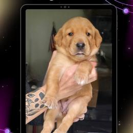 Yellow Collar - Sun - Yellow female Labrador Retriever puppy in Sumerduck, Virginia from Cedar Mountain Retrievers