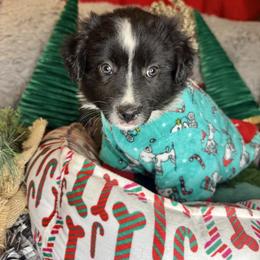 Obsidian - Black & white female Miniature Australian Shepherd puppy in California from Eagle River Aussies