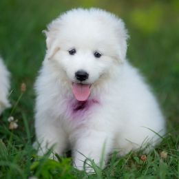 Wren - White female Maremma Sheepdog puppy in Conway, Missouri from 2J 2K Border Collies | Maremma Sheepdogs