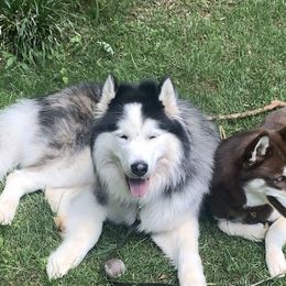 Siberian Huskies from Teran’s Huskies