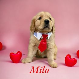 Golden Retriever Puppies from Sydney’s Goldens