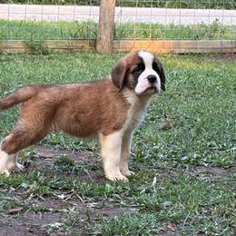 Monarch - Orange and white male Saint Bernard puppy in Warrensburg, Missouri from Hirt House Saints