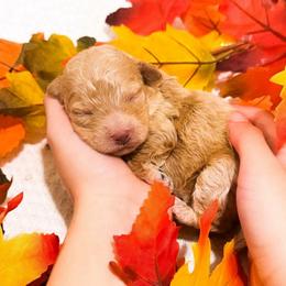 Maple - Apricot female Goldendoodle puppy in Kissimmee, Florida from Poodle Doodle Kennels