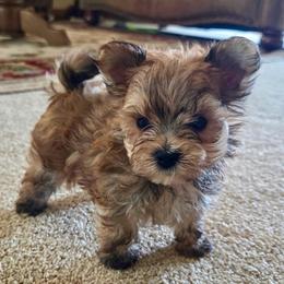 Frankie SMALL - Gold male Morkie puppy in Monticello, Iowa from Ashley’s Puppies