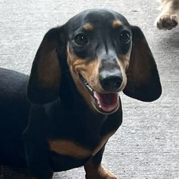 Jingle - Dachshund