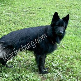 Bane - German Shepherd