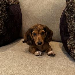 AKC Meadow - Red female Dachshund puppy in Indiana from Dani’s Darling Doxies