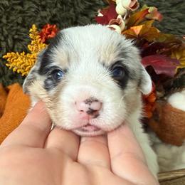 Sprinkles Natural Tail - Blue merle and white female American Corgi puppy in Paxton, Illinois from McGovern Family Corgis