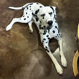 Hank - Dalmatian