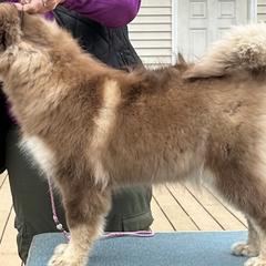 Tally - Finnish Lapphund