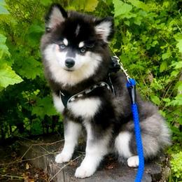 Conan - Black and white male Pomsky puppy in Michigan from Blue Water Pomskies