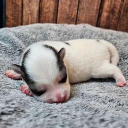 Nikki - Black and white female Pomsky puppy in Southern California, California from SoCal Pomskies LLC