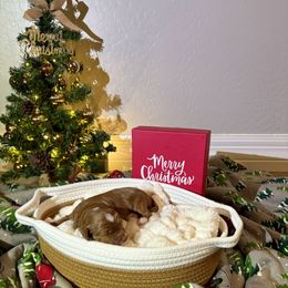 Potato - Red  male Goldendoodle puppy in Mesa, Arizona from AZ River Doodles