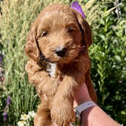 Purple Female - Apricot female Goldendoodle puppy in Great Falls, Montana from Montana Goldendoodles
