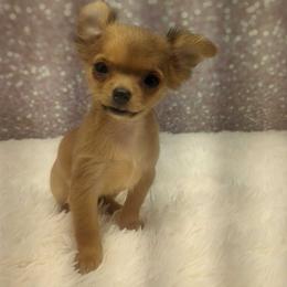 Moe - Fawn and white male Chihuahua puppy in Topeka, Kansas from Barbie's Baby Chihuahuas