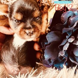 Yorkshire Terrier Puppies from Charm City Yorkie Boutique