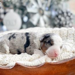 Twig - Blue merle male Bernedoodle puppy in Henry, Illinois from Rowe Farms Doodles