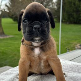 Juni - Fawn Boxer puppy in Cicero, New York from MK Boxer Haven of CNY