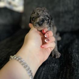 Rebekah (Pink Collar) - Gray female Poodle puppy in Austin, Texas from Haylee’s Pups & Paws