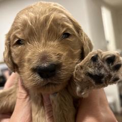 Boy 3 - Goldendoodle puppy in Cameron Park, California from Silkie Doodles