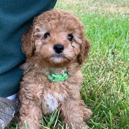Jaxon - Red  male Poodle puppy in Nacogdoches, Texas from BA Mini Poodles