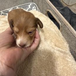 Peanut Butter - Piebald female Dachshund puppy in Easley, South Carolina from Castle Hill Doxies, LLC